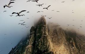 Гнездовье птиц на скалах