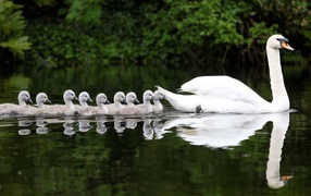 Выводок плывет за мамой