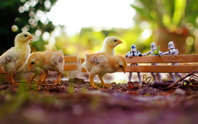 Chickens on a walk