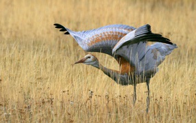 Crane flap their wings