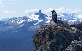 Crow in the mountains