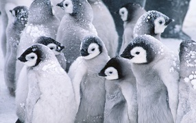 Cute arctic penguins
