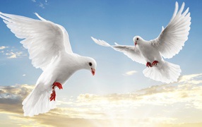 Пара голубей