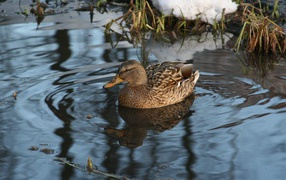 Утка в озере