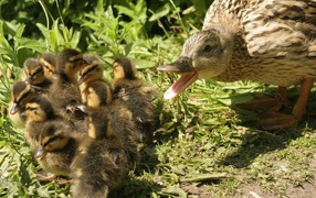 Утка с утятами