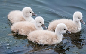 Утята в воде