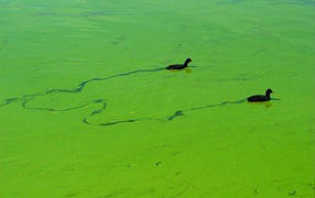 Утки плывут по зеленой тине