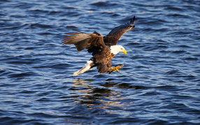 Eagle catches a fish