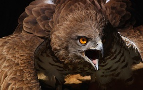 Eagle opened beak