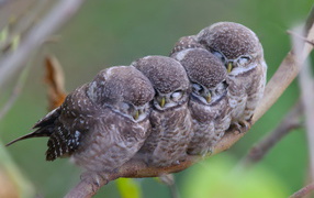 Family of owls on a branch