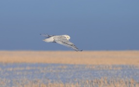 Полет полярной совы