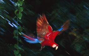 Flight parrot