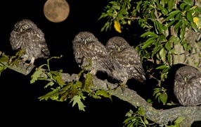 Four owls on the tree