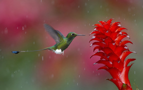 Green Hummingbird at a flower
