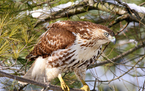 Hawk on a branch