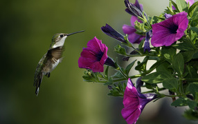 Колибри у цветков петунии