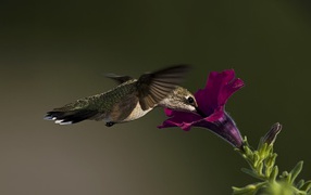 Hummingbird has a flower