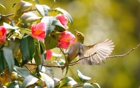 Колибри на розовых цветах
