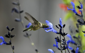 Hummingbirds around blue flower