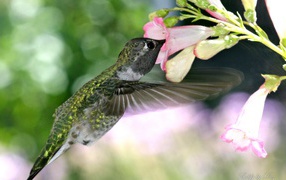 Голодная колибри
