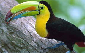 Kell billed toucan panama