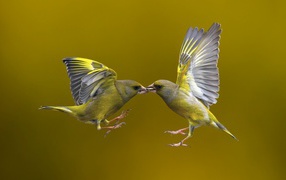 Kissing birds in flight