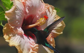 Коллибри на цветке