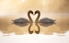 Любящие лебеди