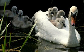 Мама лебедь с детьми