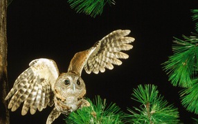 Сова в полете