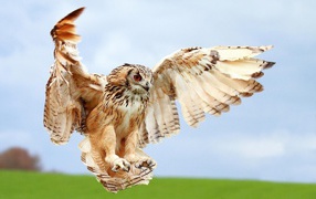 Owl in flight for prey