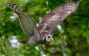 Сова на фоне зелени