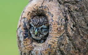 Owl sleeps in a hole