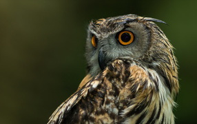Owl with round eyes