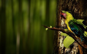 Попугай на ветке
