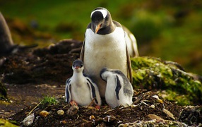 Пингвин с птенцами