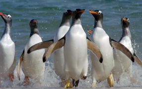 Пингвины выскакивают из воды