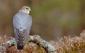 Пиджен ястреб