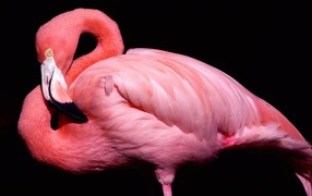 Розовый фламинго 