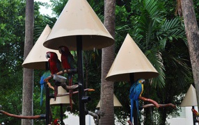 Roof for parrots