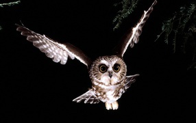 Сова в полете 