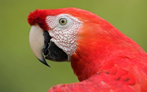 Scarlet macaw portrait amazon