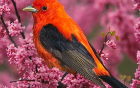 Алая танагра