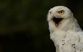 Крик белой совы