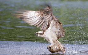 Сокол схватил рыбу