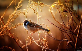 Sparrow sitting on a branch