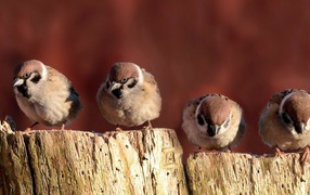 Sparrows sitting on the fence
