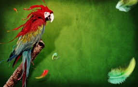 Splash of parrot