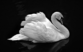 Лебедь невероятной красоты