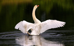 Лебедь собирается взлететь
